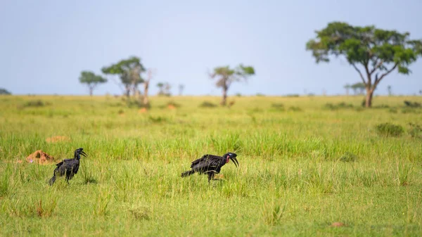Abyssinian Ground Hornbill Murchinson Falls National Park Uganda Manhã Ensolarada — Fotografia de Stock