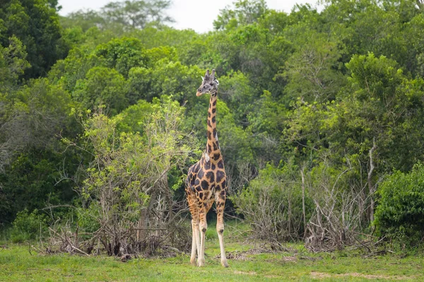 Portrait Giraffe Murchinson Falls National Park Uganda Sunny Day May — 스톡 사진