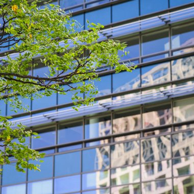 Viyana, Avusturya - 8 Eylül 2022: Modern binaların önünde yeşil yapraklı ağaç dalı