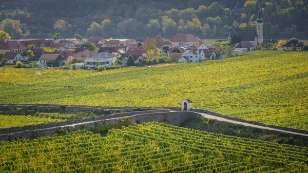 Gekleurde Wijngaarden Buurt Van Unterloiben Wachau Oostenrijk Een Zonnige Dag — Stockfoto