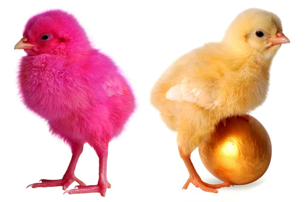 Coloured chick born — Stock Photo, Image