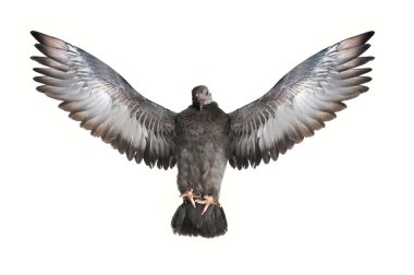 Flying pigeon