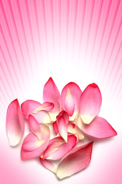 Flower petals — Stock Photo, Image