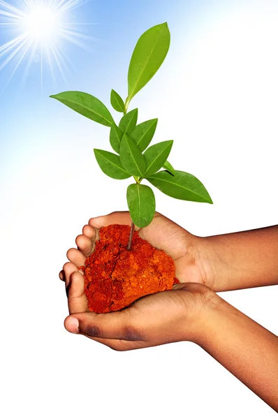 Child hand Plant — Stock Photo, Image