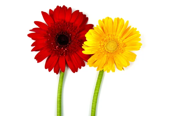 Gerbera fleurs — Photo