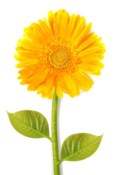 Gerbera jaune fleur — Photo