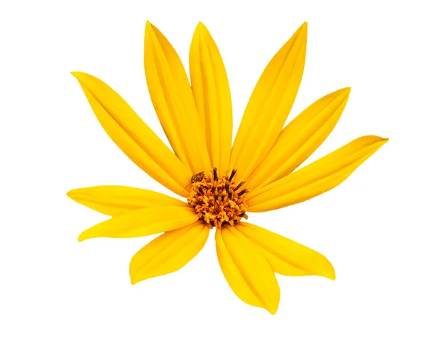 Летний желтый цветок — стоковое фото