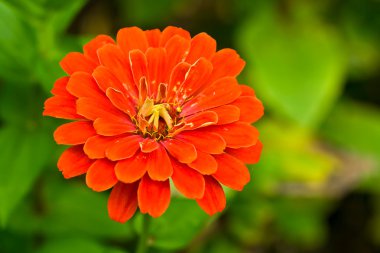 Kırmızı yaz çiçek