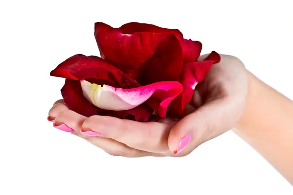 在女性手上的玫瑰花瓣 — 图库照片