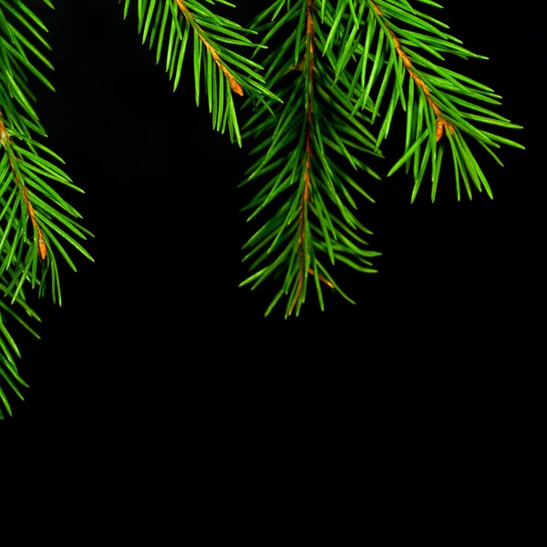 Christmas spruce branch — Stock Photo, Image