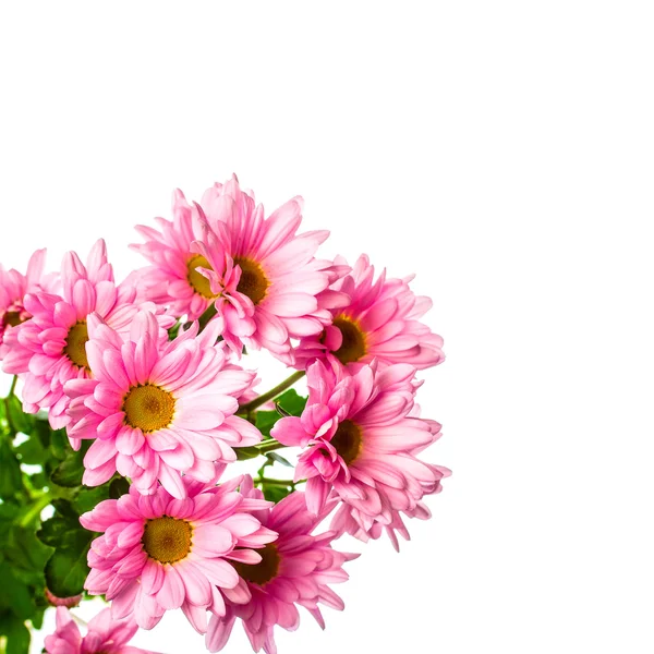 粉红菊花 — 图库照片