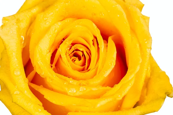 Rose jaune avec gouttelette d'eau — Photo