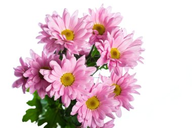 Pembe kasımpatı çiçeği