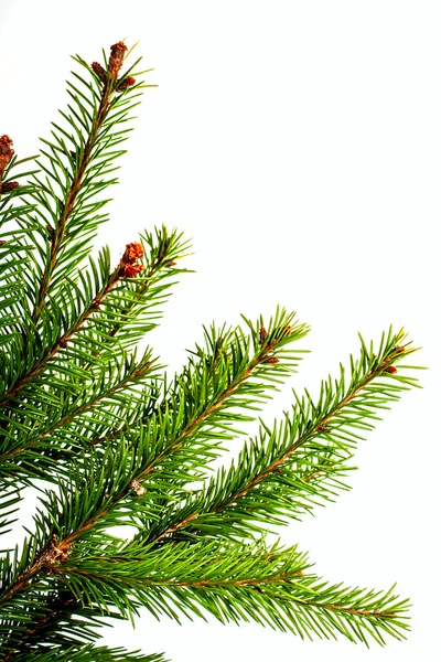 Christmas spruce branch — Stock Photo, Image