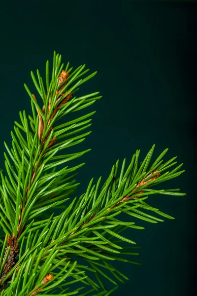 クリスマスの小ぎれいなな枝 — ストック写真