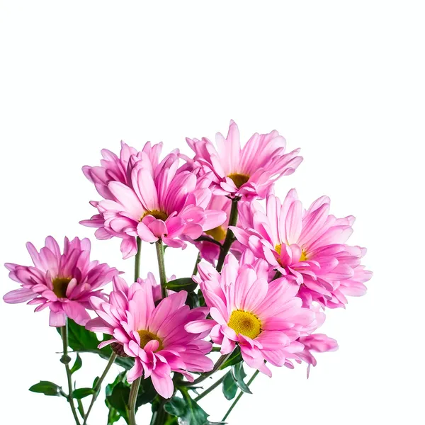 Fiore di crisantemo rosa — Foto Stock