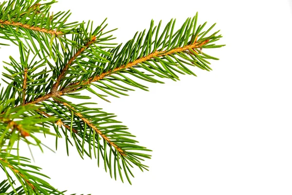 Christmas spruce branch — Stock Photo, Image