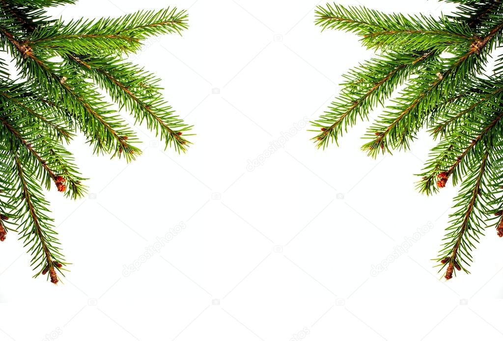 Christmas spruce branch