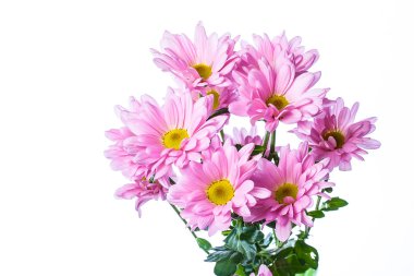 Pembe kasımpatı çiçeği