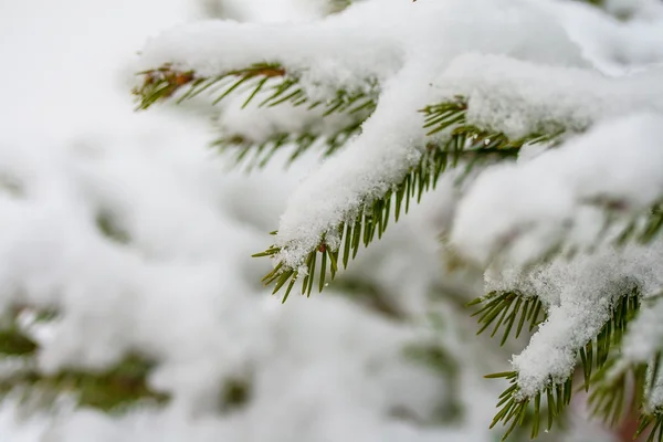 Branche de sapin dans la neige — Photo