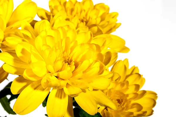 Gele chrysant flowe — Stockfoto