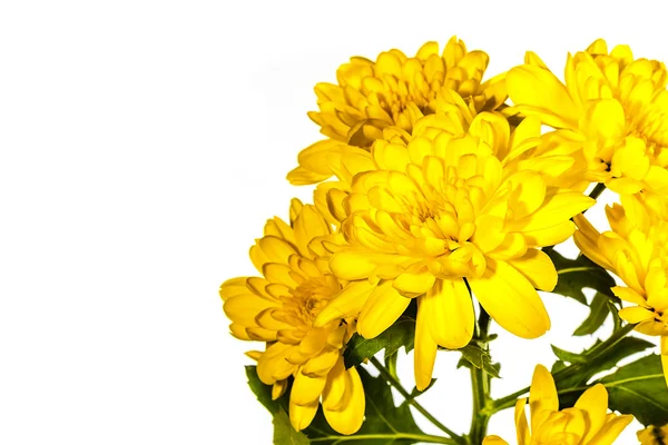 Flowe chrysanthème jaune — Photo