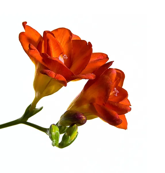 Voorjaarsbloemen — Stockfoto