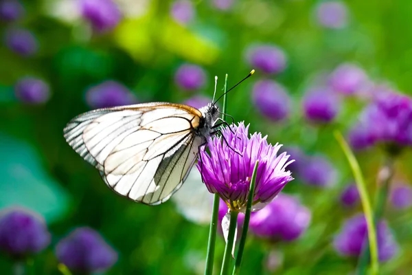 Prachtige vlinder op Lila zomerbloemen — Stockfoto