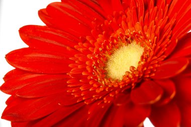Kırmızı gerbera çiçek