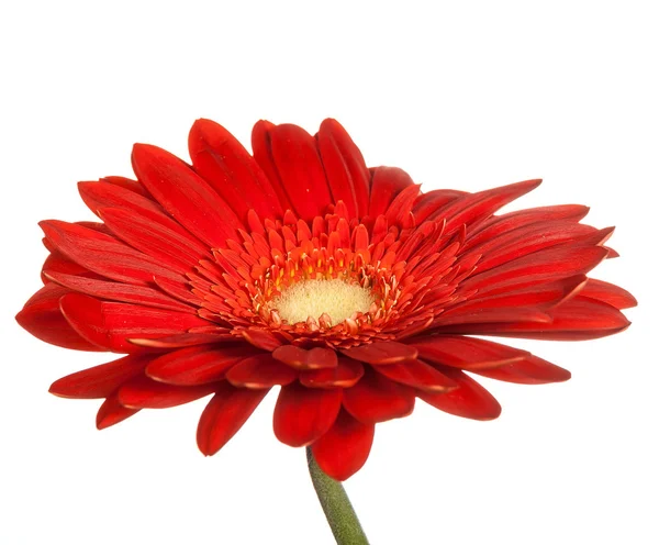 Kırmızı gerbera çiçek — Stok fotoğraf