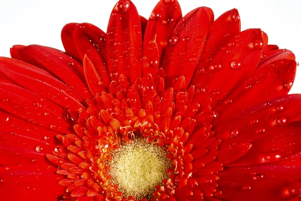 Kırmızı gerbera çiçek — Stok fotoğraf