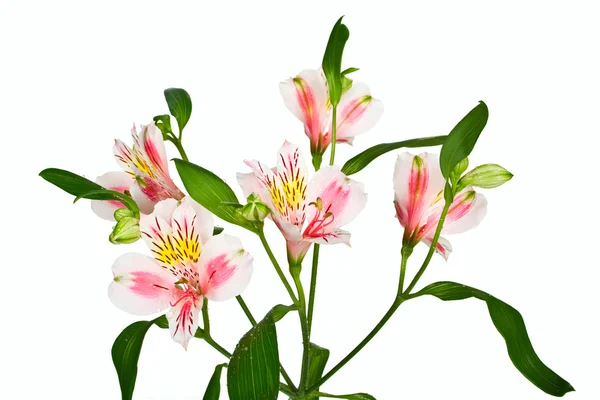 Jarní barevné květy na bílém pozadí. — Stock fotografie