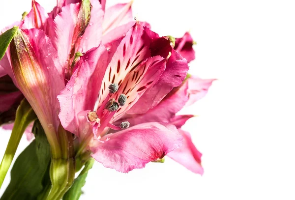 Flores de primavera — Foto de Stock