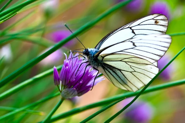 Prachtige vlinder op Lila zomerbloemen — Stockfoto