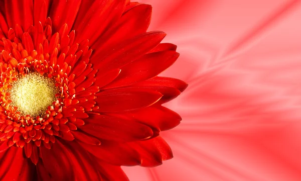 Fleur rouge Photo De Stock