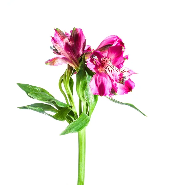 Voorjaarsbloemen — Stockfoto