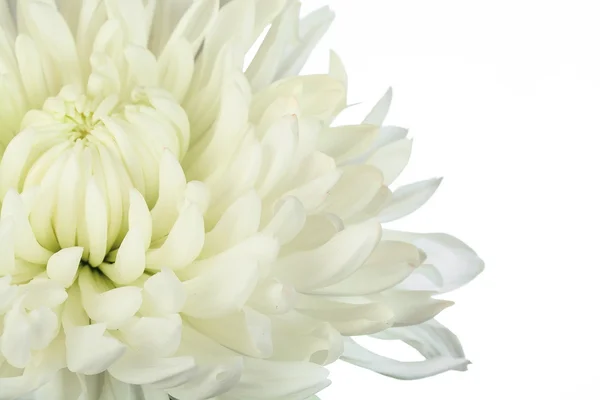 Fleur de chrysanthème blanche — Photo