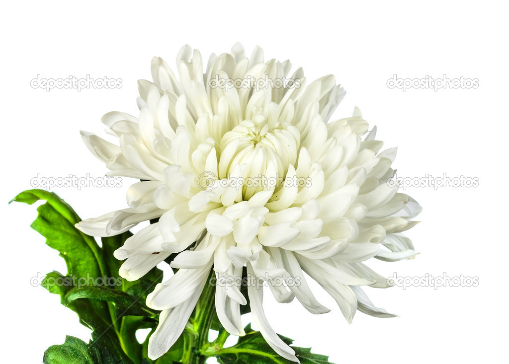 white chrysanthemum flower