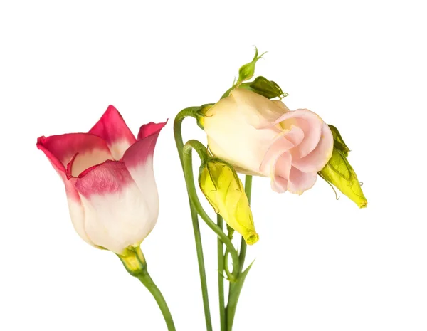 Spring flowers — Stock Photo, Image