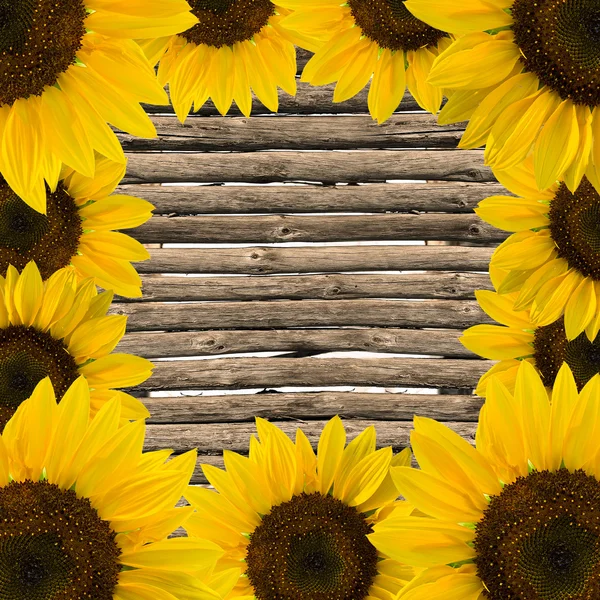 Marco de girasoles — Foto de Stock