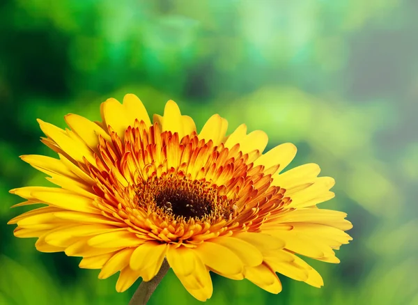Fleur jaune sur fond abstrait — Photo