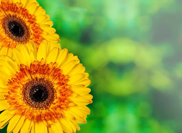 Gelbe Blumen auf abstraktem Hintergrund — Stockfoto