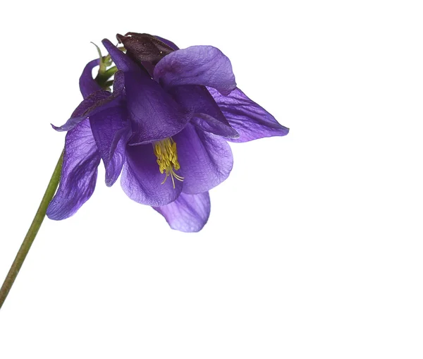 Spring blue flowers — Stock Photo, Image