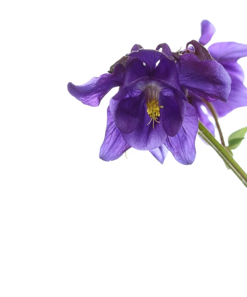 Spring blue flowers — Stock Photo, Image