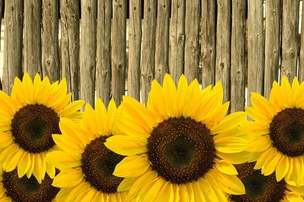 Sonnenblumen — Stockfoto