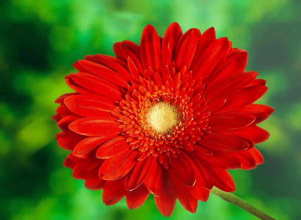 Arka plan üzerinde kırmızı çiçek — Stok fotoğraf