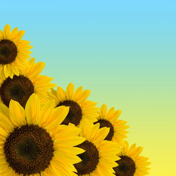 Sonnenblumen — Stockfoto