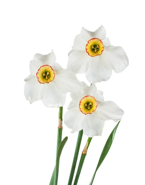 Narcisy květ — Stock fotografie