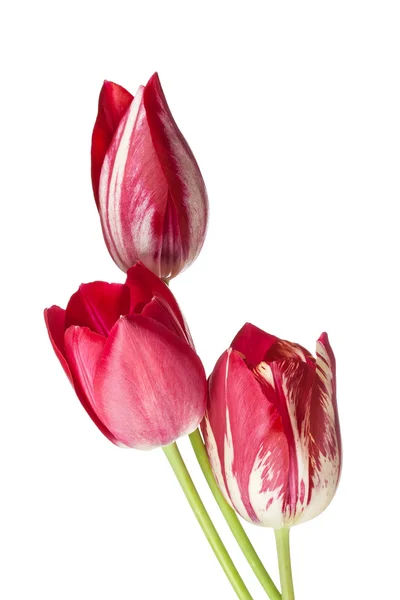 Fiore di tulipano — Foto Stock