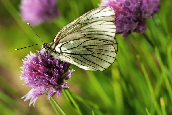 Красивая бабочка на летних цветах — стоковое фото